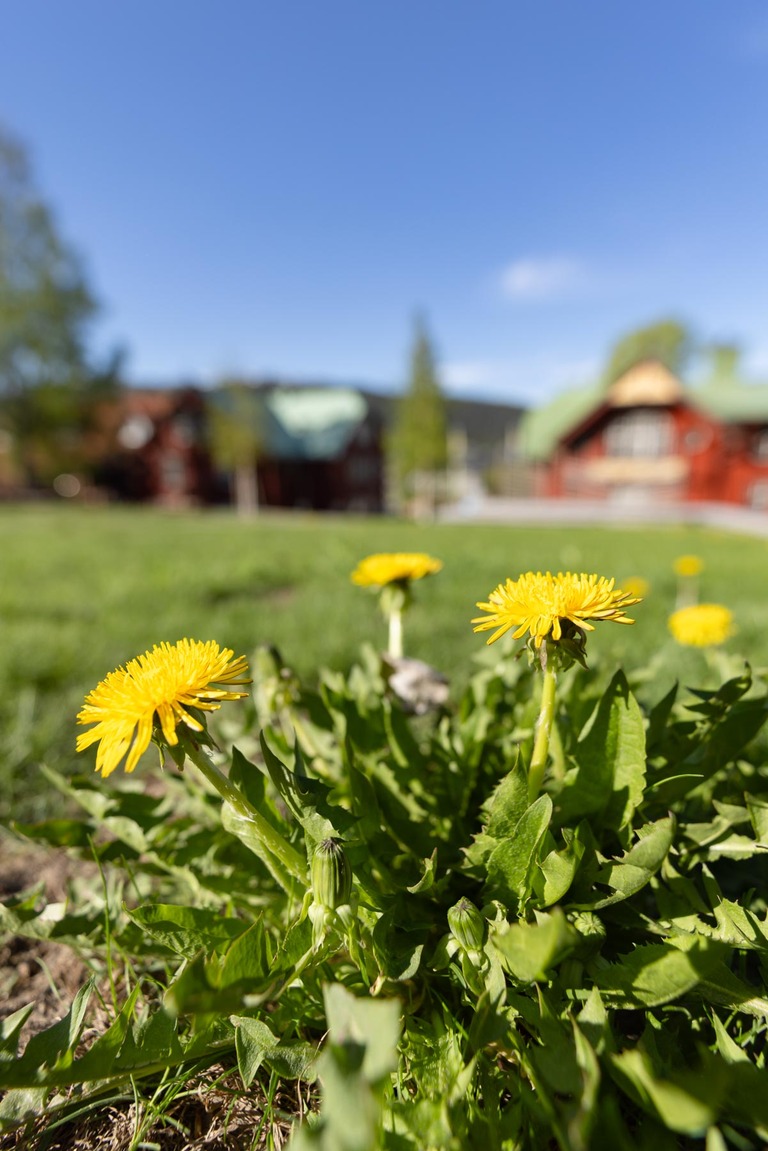 Fotograf i Åre Niclas Vestefjell